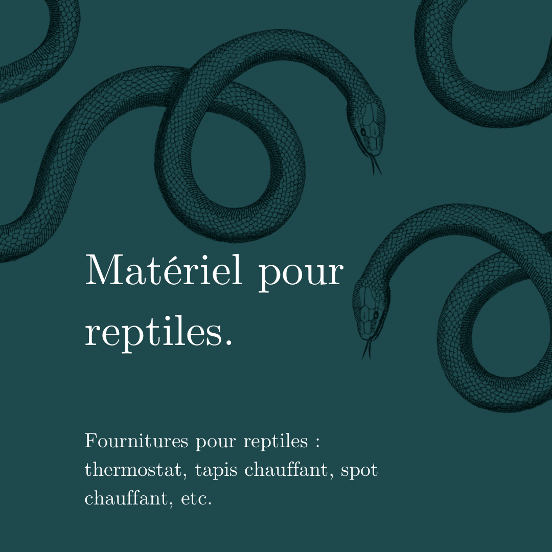 kit complet pour terrarium – Équipement adapté selon votre reptile