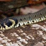 line, grass snake, natrix natrix, grass snake, grass snake, grass snake, grass snake, grass snake, natrix natrix, natrix natrix