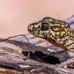 gecko, reptile, animal, ocelot gecko, madagascar ground gecko, wildlife, fauna, wilderness, nature, gecko, gecko, gecko, gecko, gecko