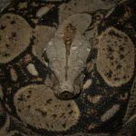 Detailed close-up of a boa constrictor with raindrops on its skin, capturing its texture and patterns.