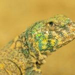 Detailed close-up of an ornate mastigure lizard showcasing its colorful scales.
