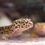 Close-up shot of a leopard gecko (Eublepharis macularius) inside its terrarium, showcasing its distinct markings.