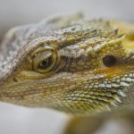 Detailed close-up of a bearded dragon showcasing its textured scales and vibrant colors.