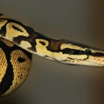 Detailed macro photograph of a Ball Python snake showing its scales and coloration.