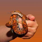 Close-up shot of a vibrant rainbow boa constrictor being held with a warm background.